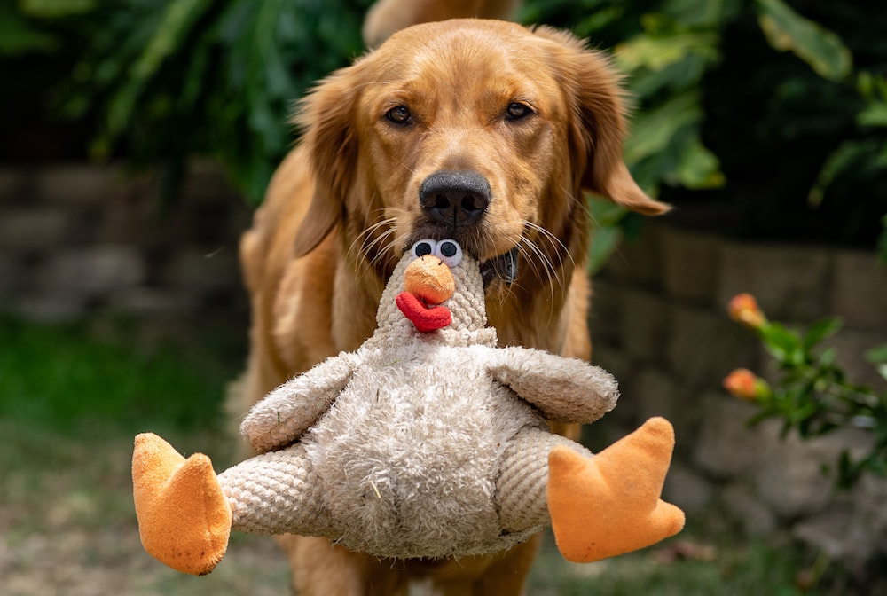 Chicken Treats for Dogs Canada