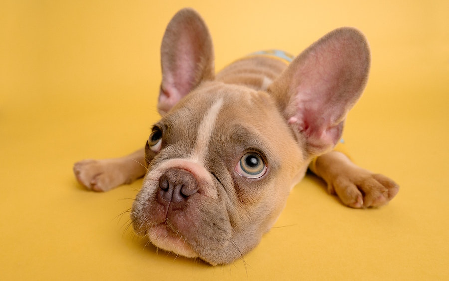 Dog Treats for Energy Canada