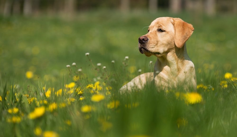 Dog Treats with Vegetables Canada